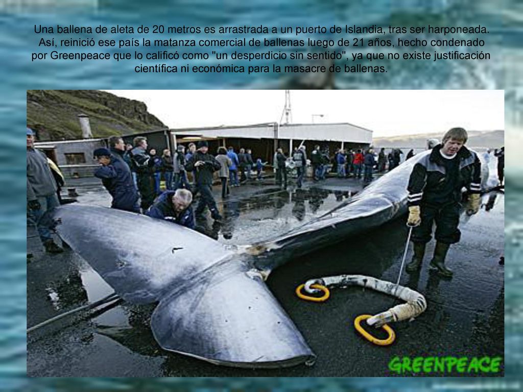 Una ballena de aleta de 20 metros es arrastrada a un puerto de Islandia, tras ser harponeada.