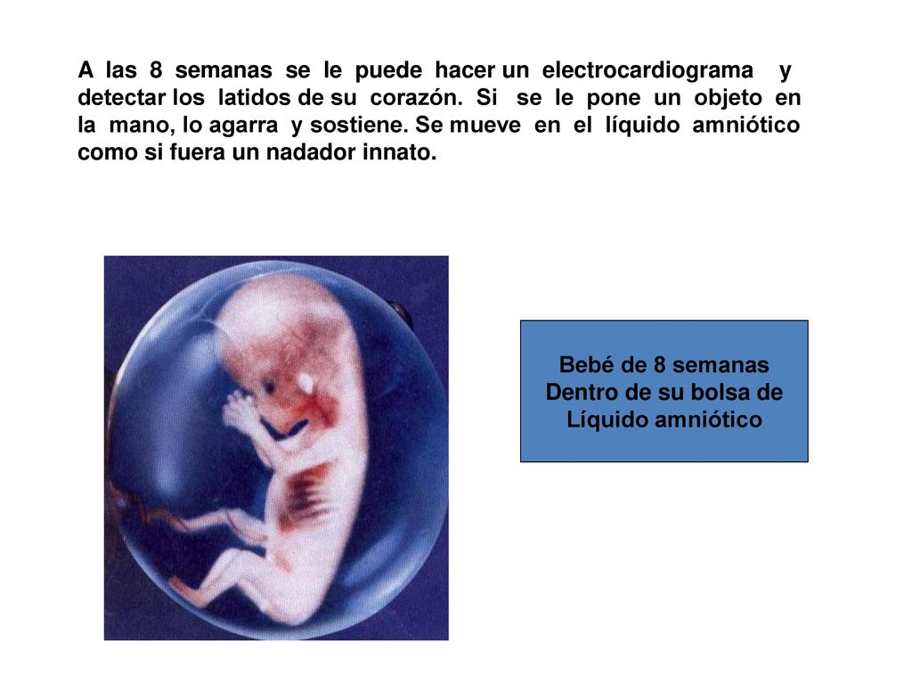 A las 8 semanas se le puede hacer un electrocardiograma y detectar los latidos de su corazón. Si se le pone un objeto en la mano, lo agarra y sostiene. Se mueve en el líquido amniótico como si fuera un nadador innato.