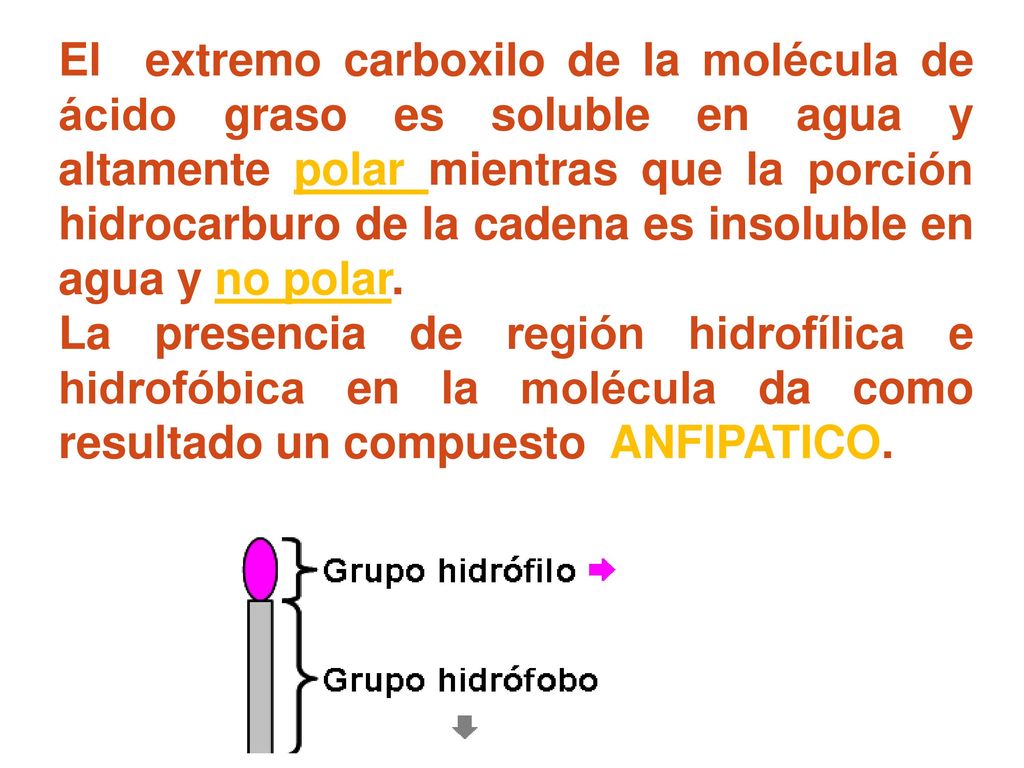 El extremo carboxilo de la molécula de ácido graso es soluble en agua y altamente polar mientras que la porción hidrocarburo de la cadena es insoluble en agua y no polar.