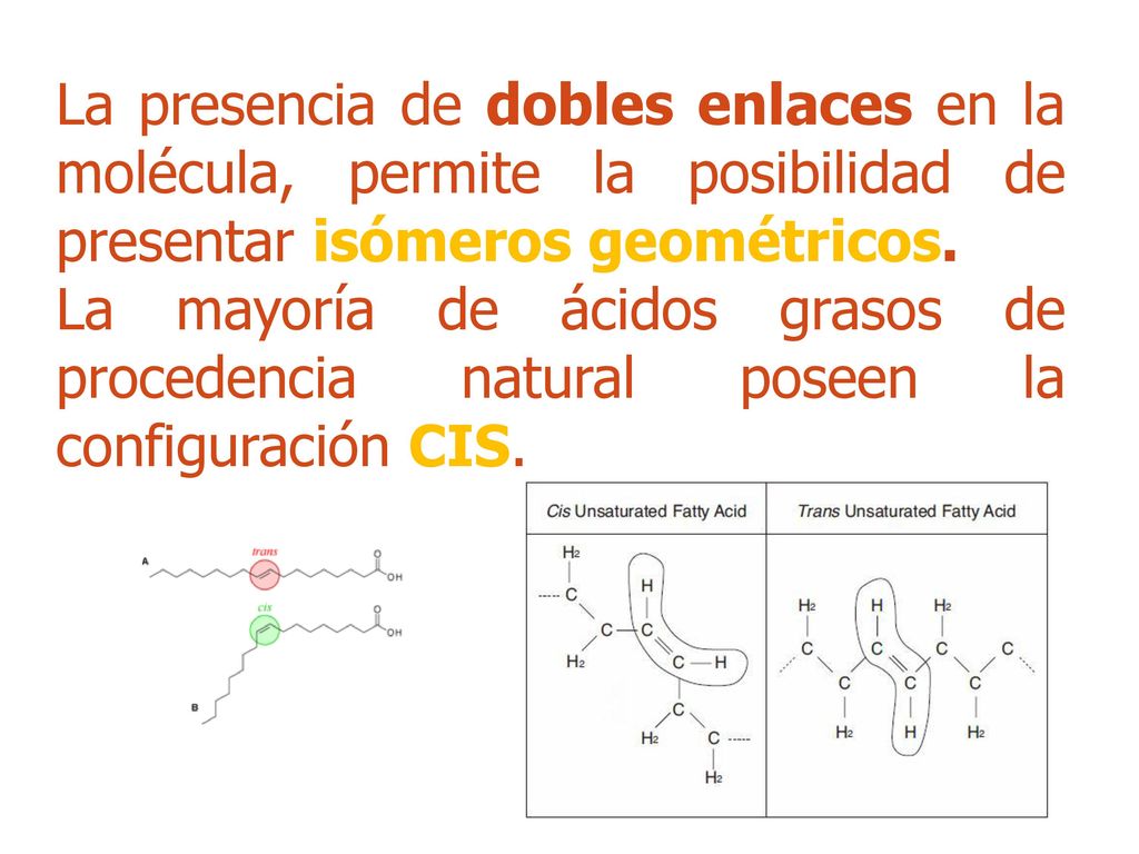 La presencia de dobles enlaces en la molécula, permite la posibilidad de presentar isómeros geométricos.