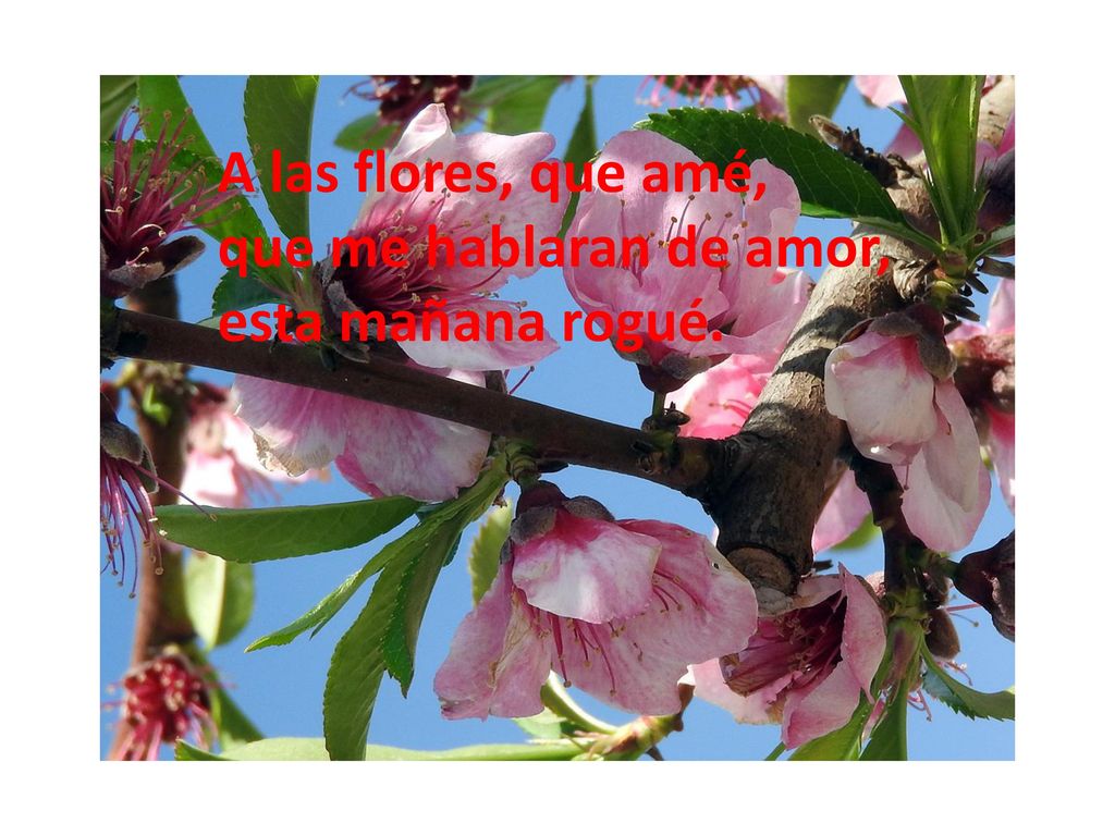 A las flores, que amé, que me hablaran de amor, esta mañana rogué.