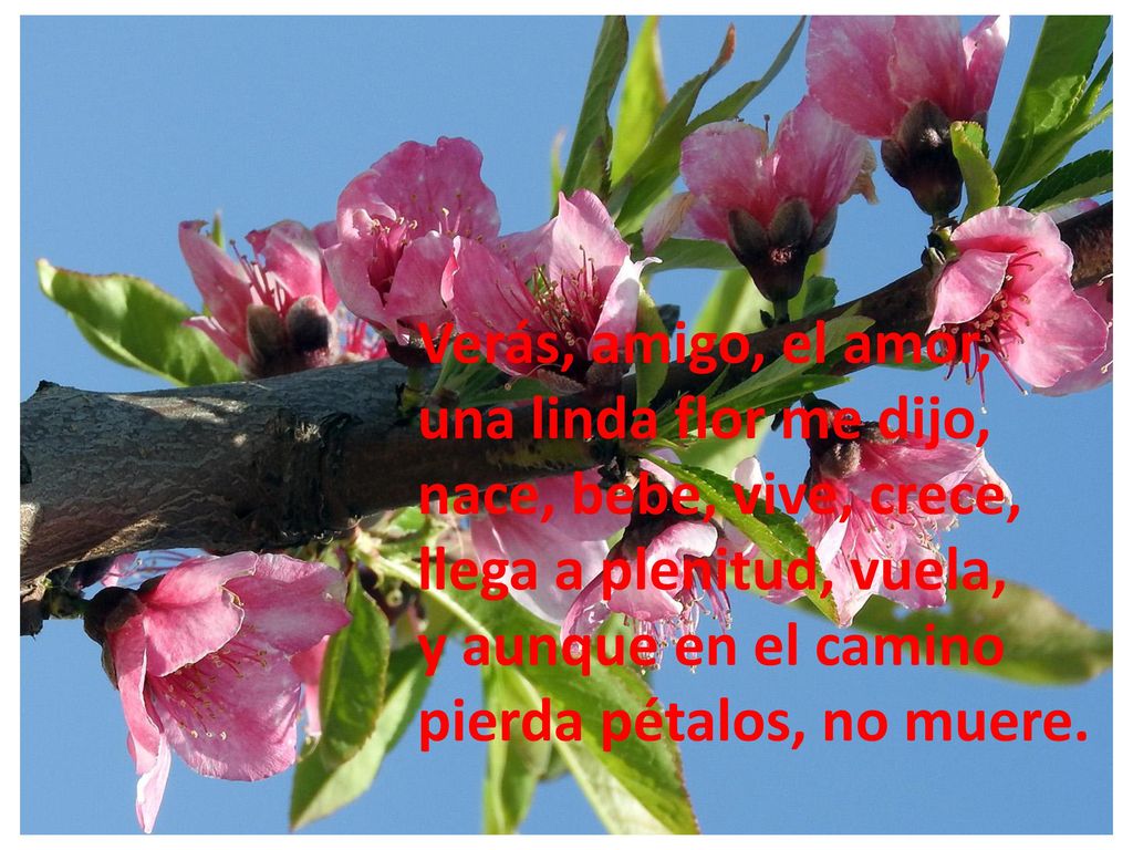 Verás, amigo, el amor, una linda flor me dijo, nace, bebe, vive, crece, llega a plenitud, vuela, y aunque en el camino.