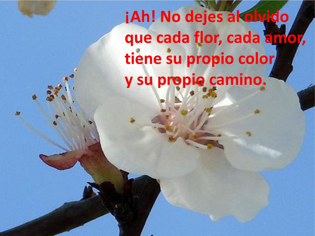 ¡Ah! No dejes al olvido que cada flor, cada amor, tiene su propio color y su propio camino.