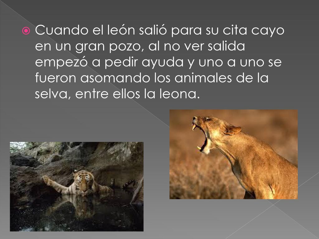 Cuando el león salió para su cita cayo en un gran pozo, al no ver salida empezó a pedir ayuda y uno a uno se fueron asomando los animales de la selva, entre ellos la leona.