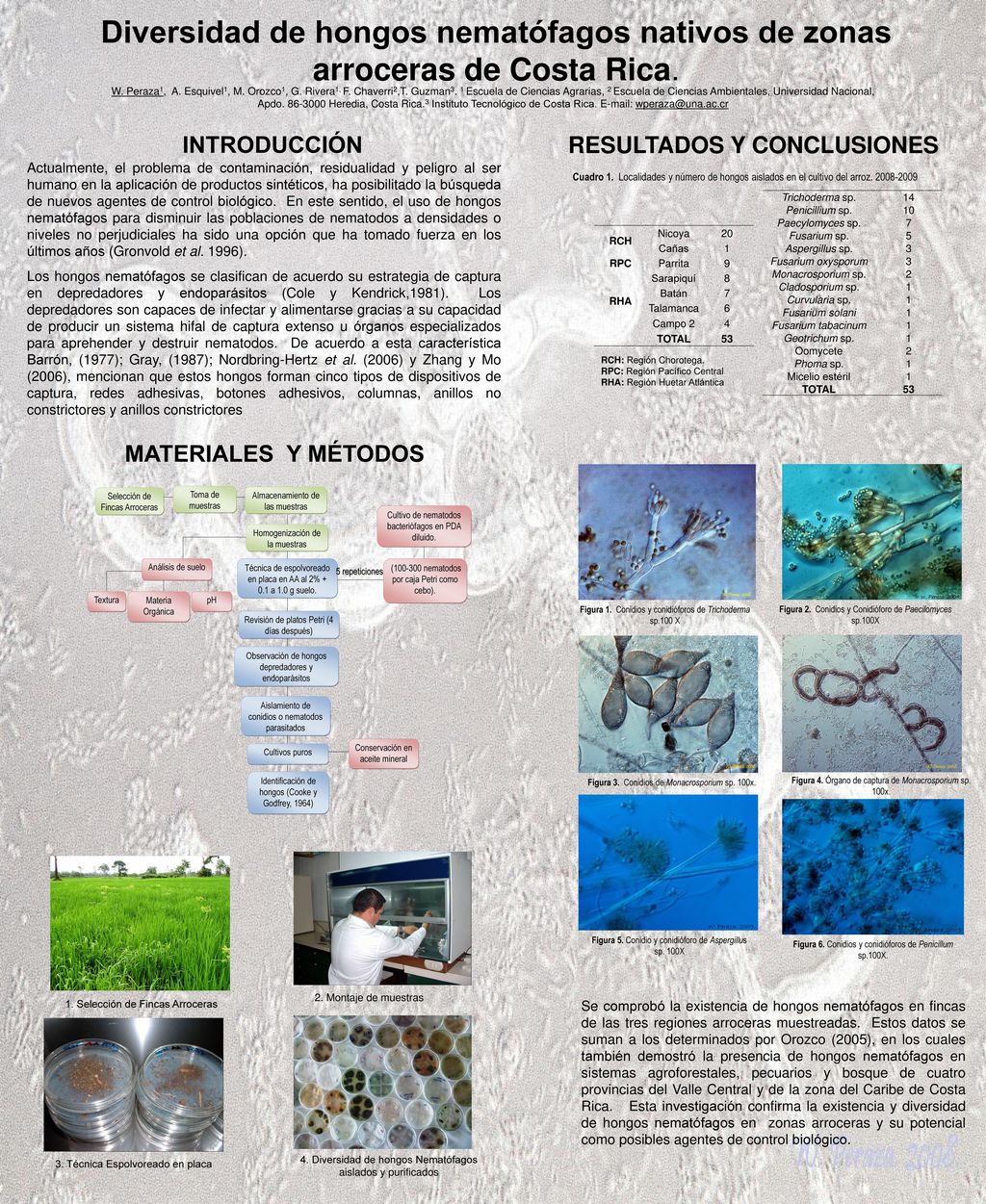 Diversidad de hongos nematófagos nativos de zonas arroceras de Costa Rica.