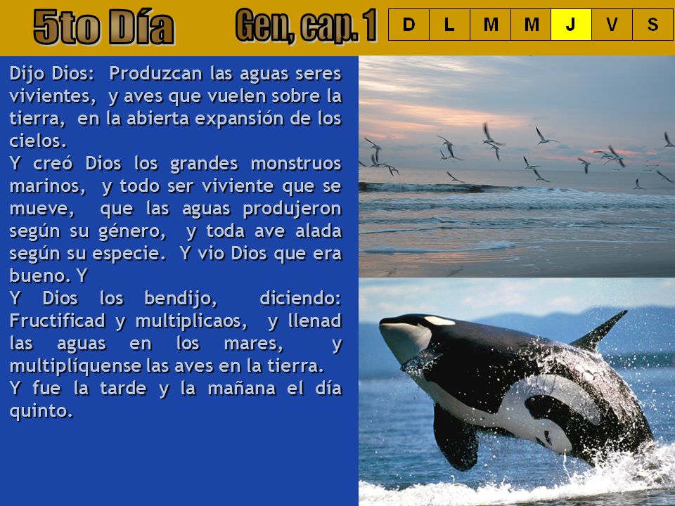 5to Día Gen, cap. 1. Dijo Dios: Produzcan las aguas seres vivientes, y aves que vuelen sobre la tierra, en la abierta expansión de los cielos.