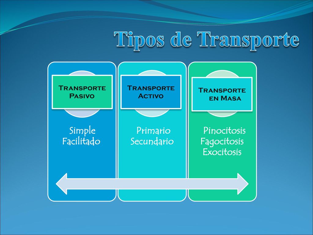 Tipos de Transporte Simple Facilitado Primario Secundario Pinocitosis
