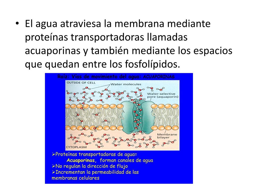 El agua atraviesa la membrana mediante proteínas transportadoras llamadas acuaporinas y también mediante los espacios que quedan entre los fosfolípidos.