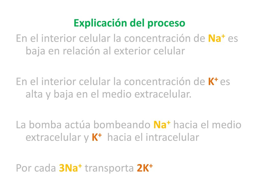Explicación del proceso En el interior celular la concentración de Na+ es baja en relación al exterior celular En el interior celular la concentración de K+ es alta y baja en el medio extracelular.