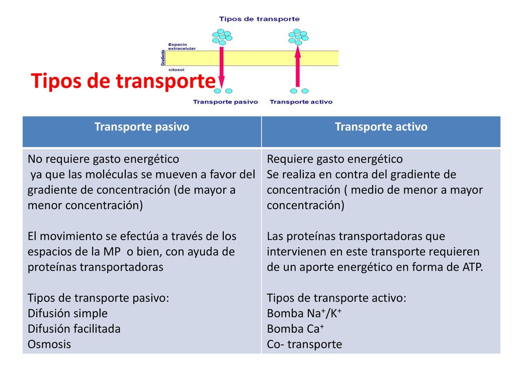 Tipos de transporte Transporte pasivo Transporte activo