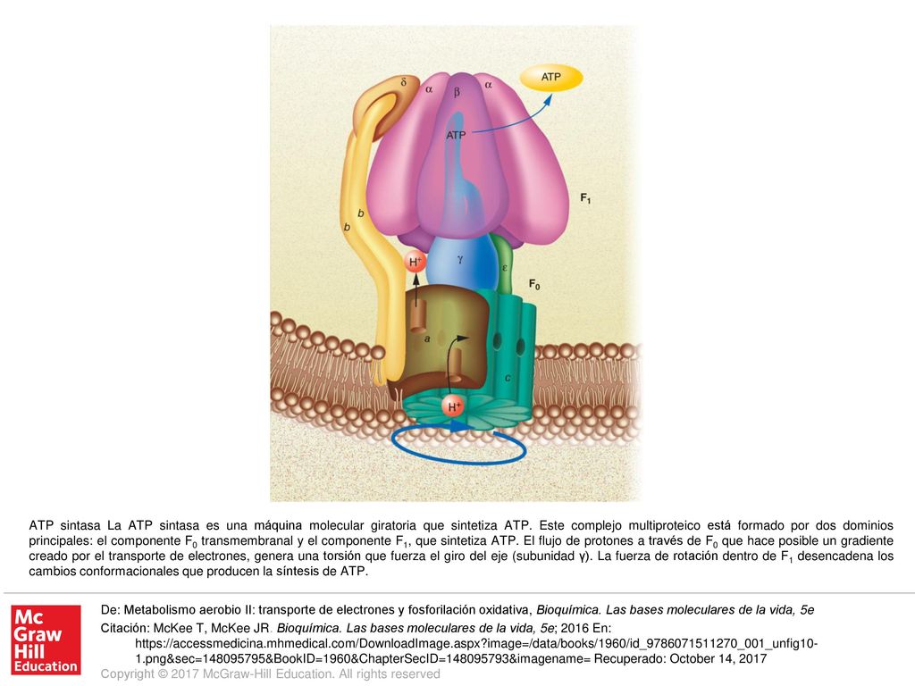 ATP sintasa La ATP sintasa es una máquina molecular giratoria que sintetiza ATP. Este complejo multiproteico está formado por dos dominios principales: el componente F0 transmembranal y el componente F1, que sintetiza ATP. El flujo de protones a través de F0 que hace posible un gradiente creado por el transporte de electrones, genera una torsión que fuerza el giro del eje (subunidad γ). La fuerza de rotación dentro de F1 desencadena los cambios conformacionales que producen la síntesis de ATP.