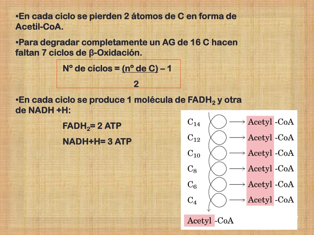 En cada ciclo se pierden 2 átomos de C en forma de Acetil-CoA.