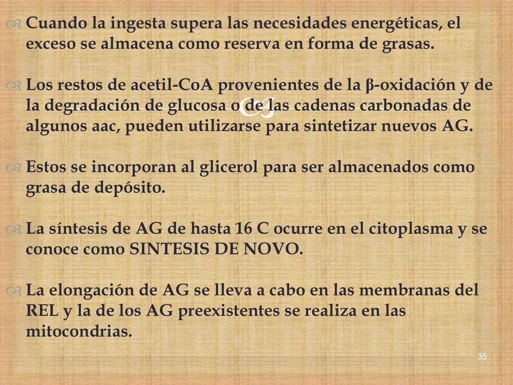 Cuando la ingesta supera las necesidades energéticas, el exceso se almacena como reserva en forma de grasas.
