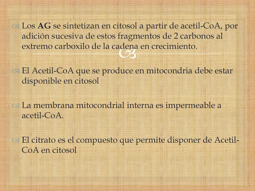 Los AG se sintetizan en citosol a partir de acetil-CoA, por adición sucesiva de estos fragmentos de 2 carbonos al extremo carboxilo de la cadena en crecimiento.