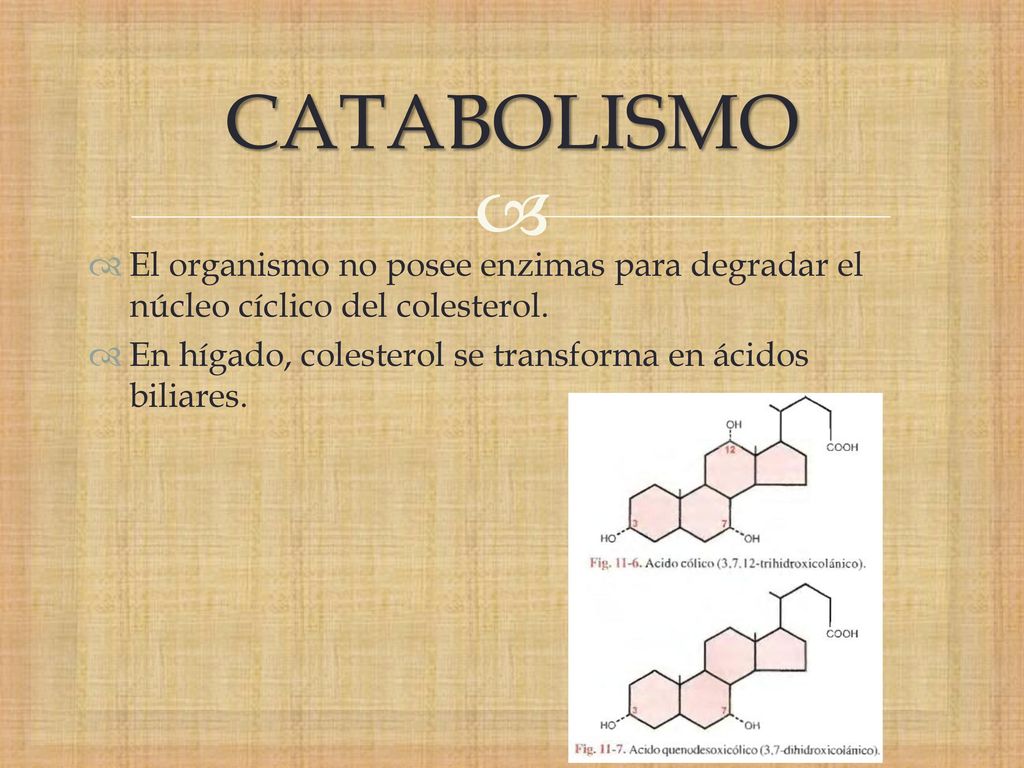 CATABOLISMO El organismo no posee enzimas para degradar el núcleo cíclico del colesterol.