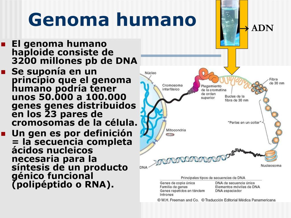 Genoma humano  ADN. El genoma humano haploide consiste de 3200 millones pb de DNA.