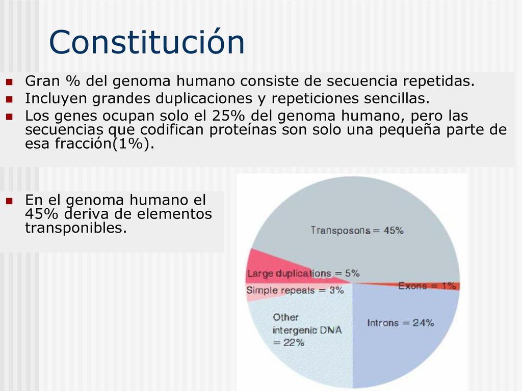 Constitución Gran % del genoma humano consiste de secuencia repetidas.