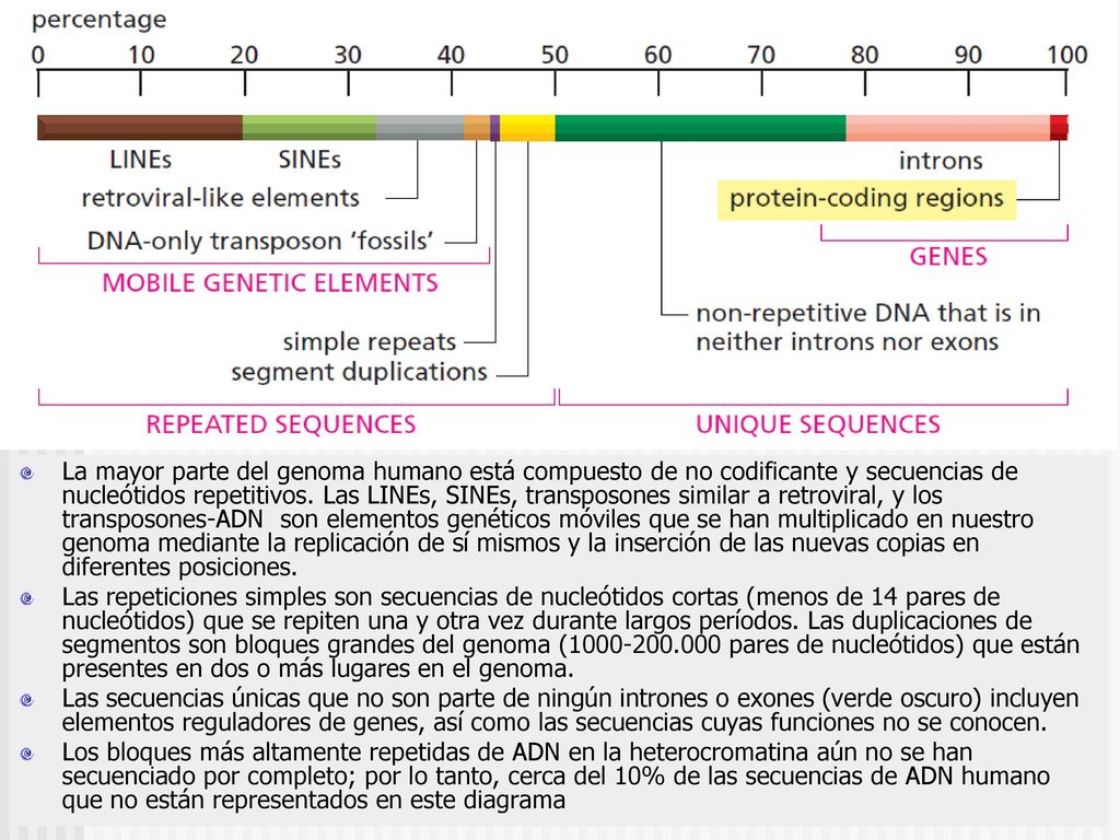 La mayor parte del genoma humano está compuesto de no codificante y secuencias de nucleótidos repetitivos. Las LINEs, SINEs, transposones similar a retroviral, y los transposones-ADN son elementos genéticos móviles que se han multiplicado en nuestro genoma mediante la replicación de sí mismos y la inserción de las nuevas copias en diferentes posiciones.