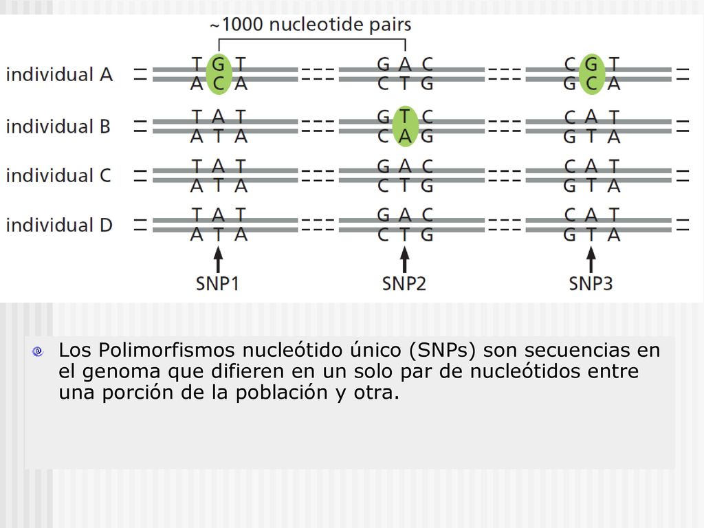 Los Polimorfismos nucleótido único (SNPs) son secuencias en el genoma que difieren en un solo par de nucleótidos entre una porción de la población y otra.