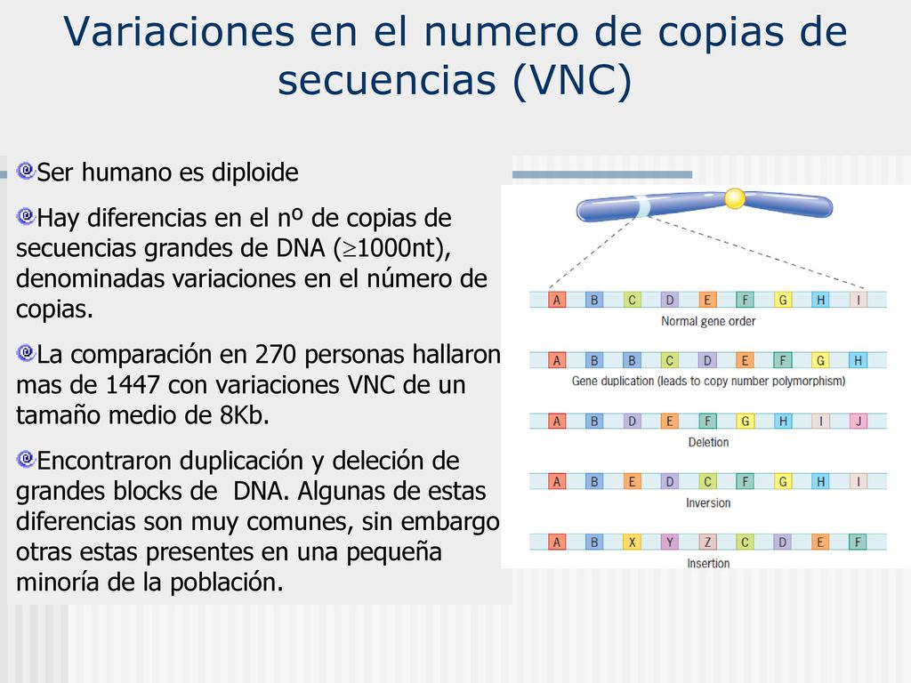 PGH: Individualidad Genética: Variaciones en el numero de copias de secuencias (VNC)
