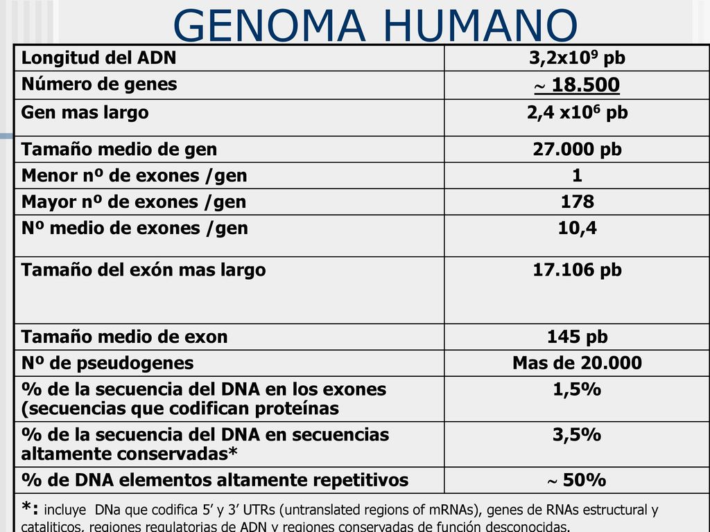 GENOMA HUMANO  Longitud del ADN 3,2x109 pb Número de genes