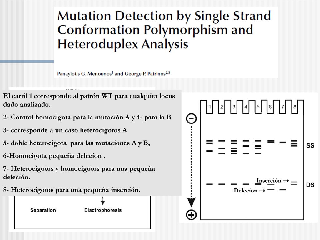 2- Control homocigota para la mutación A y 4- para la B