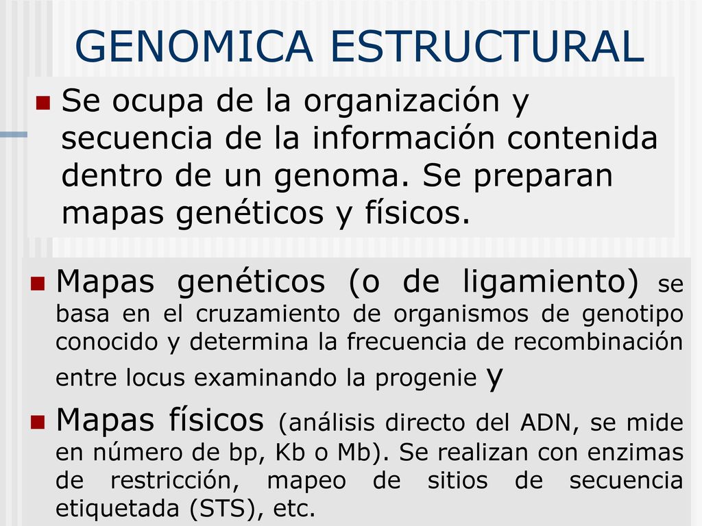 GENOMICA ESTRUCTURAL Se ocupa de la organización y secuencia de la información contenida dentro de un genoma. Se preparan mapas genéticos y físicos.