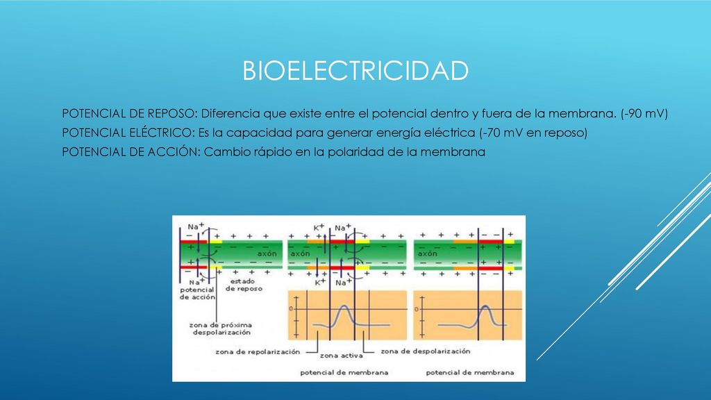 BIOELECTRICIDAD POTENCIAL DE REPOSO: Diferencia que existe entre el potencial dentro y fuera de la membrana. (-90 mV)