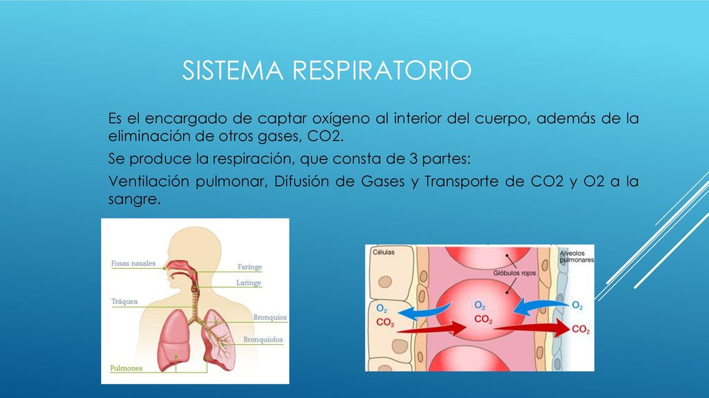 SISTEMA RESPIRATORIO Es el encargado de captar oxígeno al interior del cuerpo, además de la eliminación de otros gases, CO2.