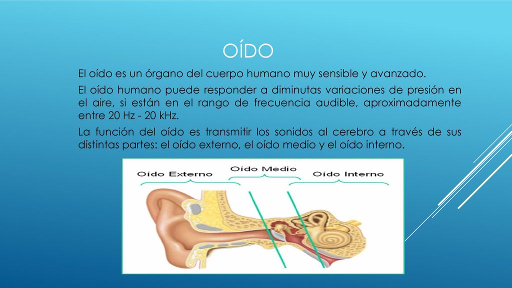 Oído El oído es un órgano del cuerpo humano muy sensible y avanzado.