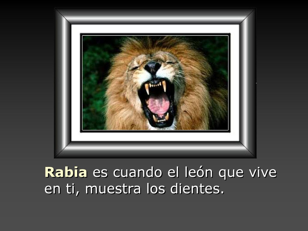 Rabia es cuando el león que vive en ti, muestra los dientes.