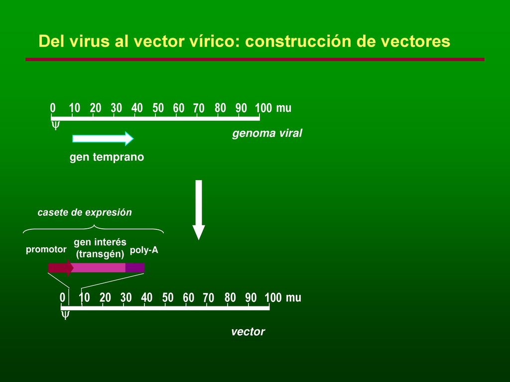 Del virus al vector vírico: construcción de vectores