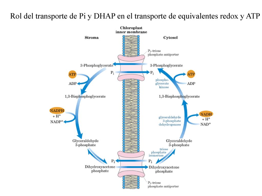 Rol del transporte de Pi y DHAP en el transporte de equivalentes redox y ATP