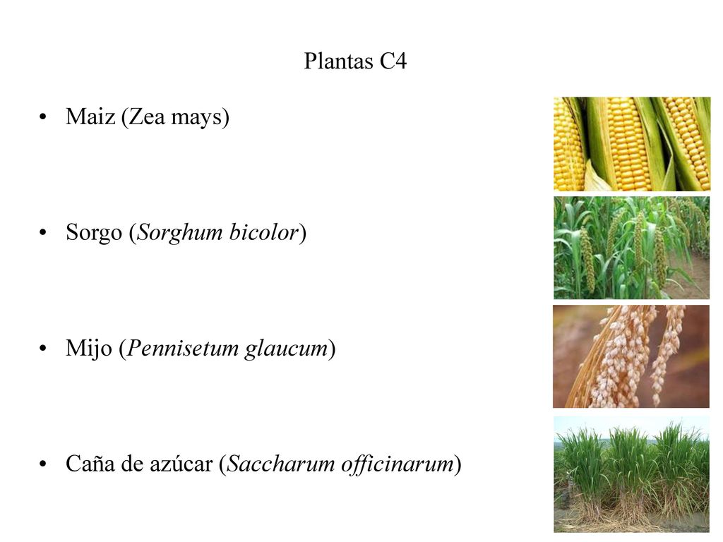 Plantas C4 Maiz (Zea mays) Sorgo (Sorghum bicolor) Mijo (Pennisetum glaucum) Caña de azúcar (Saccharum officinarum)