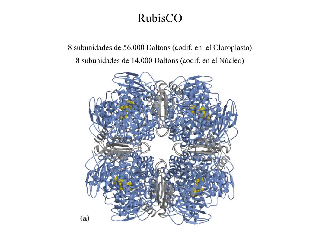 RubisCO 8 subunidades de Daltons (codif. en el Cloroplasto)