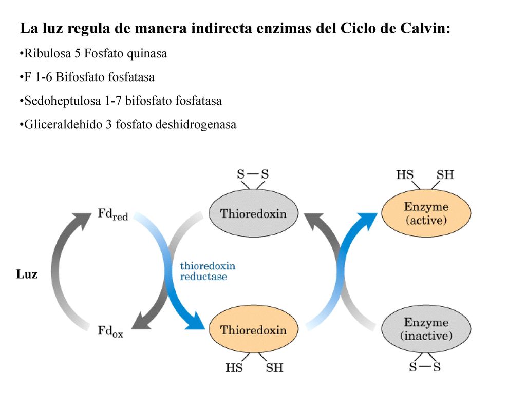 La luz regula de manera indirecta enzimas del Ciclo de Calvin: