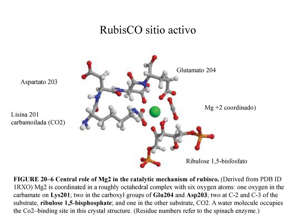 RubisCO sitio activo Glutamato 204 Aspartato 203 Mg +2 coordinado)