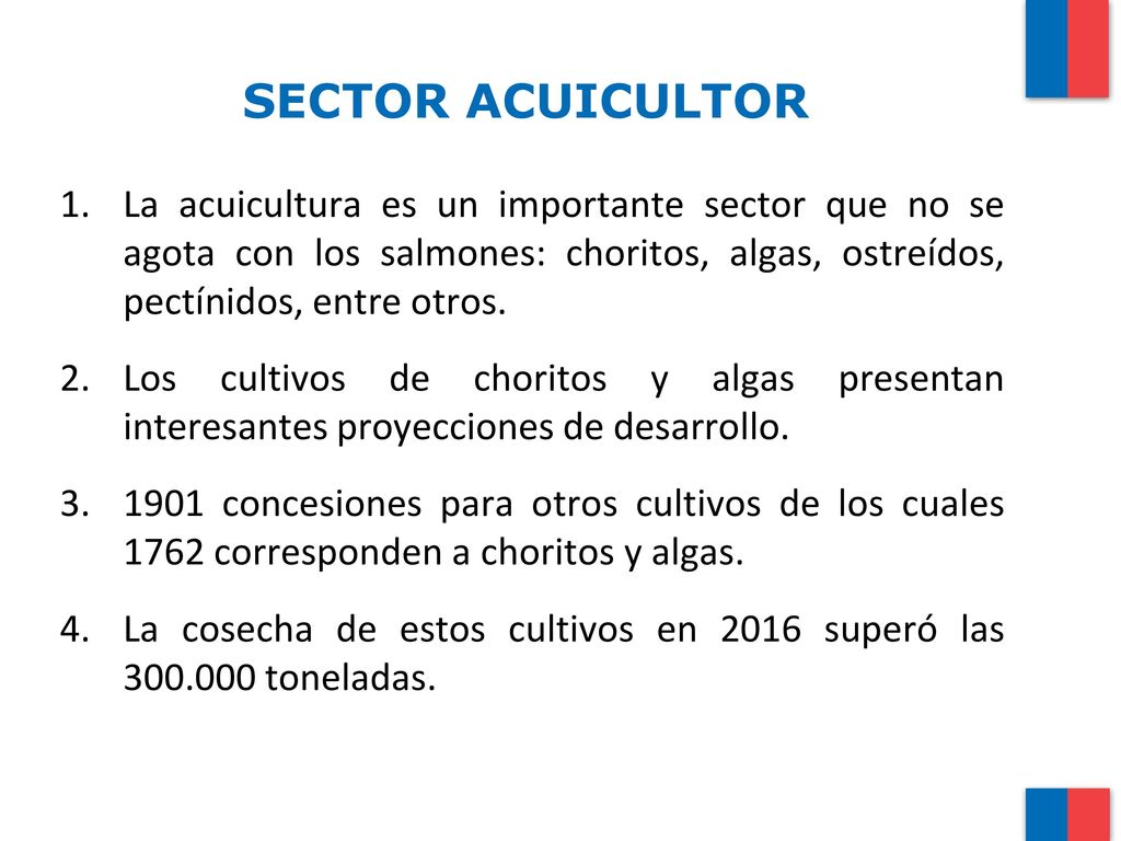 SECTOR ACUICULTOR La acuicultura es un importante sector que no se agota con los salmones: choritos, algas, ostreídos, pectínidos, entre otros.