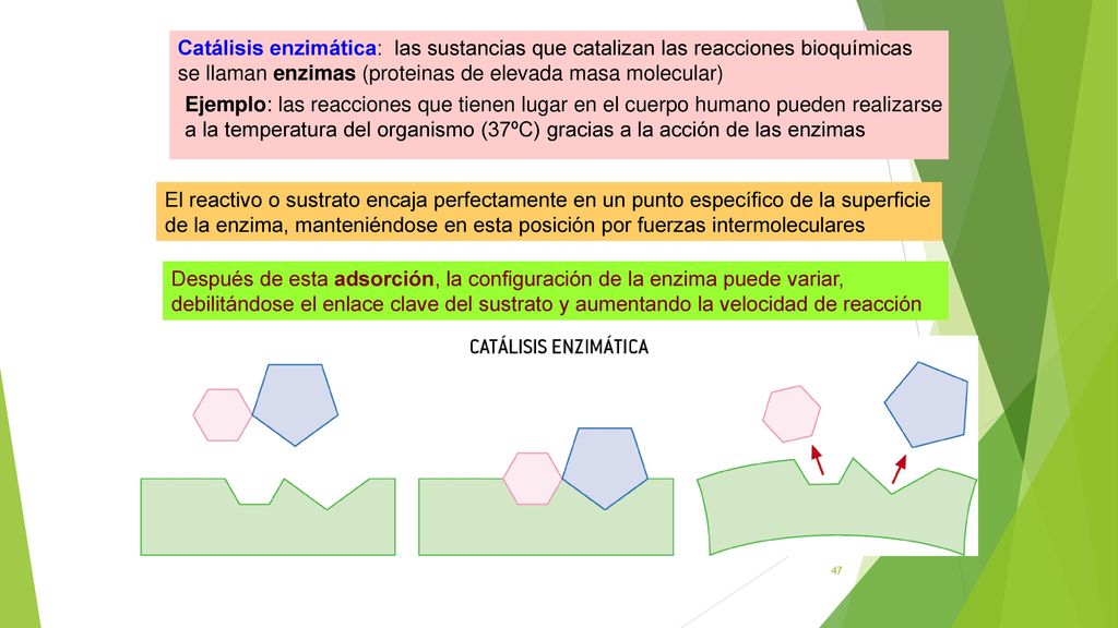 Catálisis enzimática: las sustancias que catalizan las reacciones bioquímicas se llaman enzimas (proteinas de elevada masa molecular)