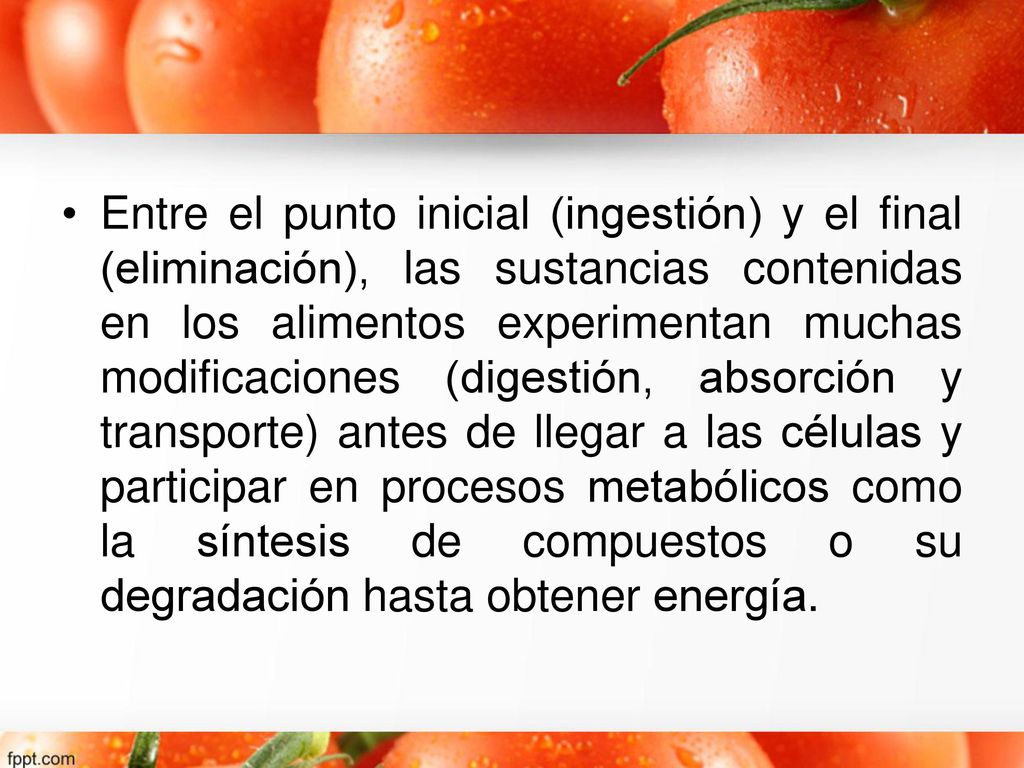 Entre el punto inicial (ingestión) y el final (eliminación), las sustancias contenidas en los alimentos experimentan muchas modificaciones (digestión, absorción y transporte) antes de llegar a las células y participar en procesos metabólicos como la síntesis de compuestos o su degradación hasta obtener energía.