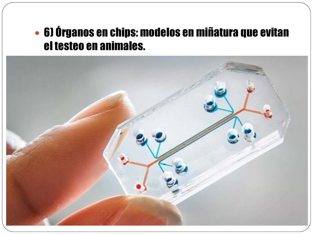 6) Órganos en chips: modelos en miñatura que evitan el testeo en animales.