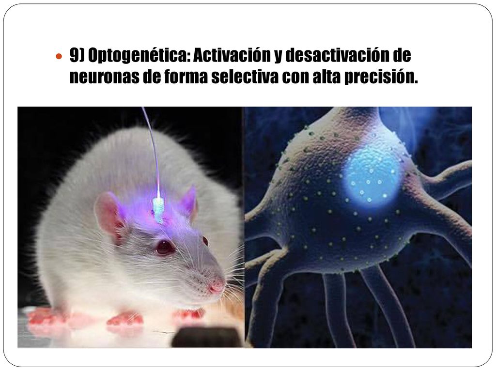 9) Optogenética: Activación y desactivación de neuronas de forma selectiva con alta precisión.