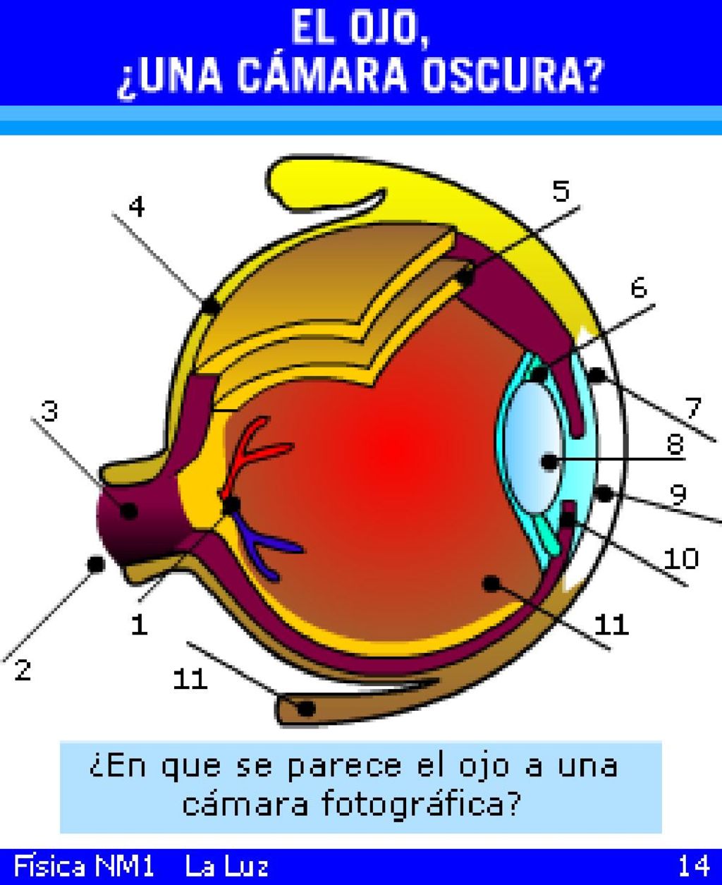 En este caso, la pupila es el agujero por donde ingresa la luz de las cosas que vemos y la imagen de ellos se forma en la retina.