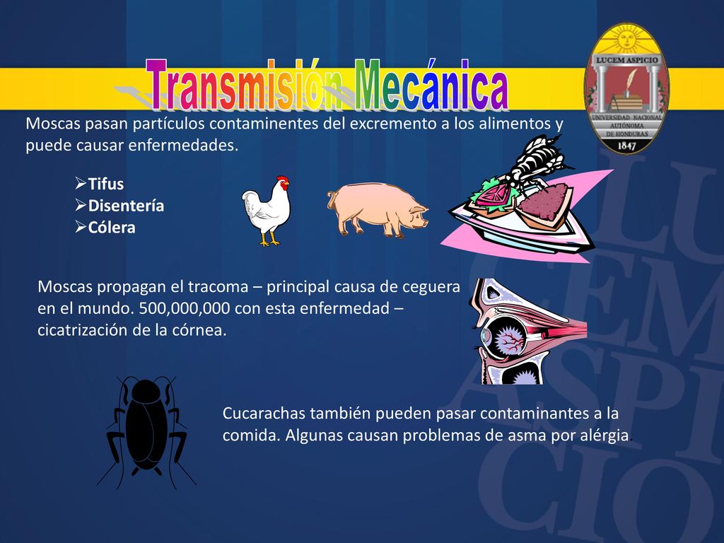 Transmisión Mecánica Moscas pasan partículos contaminentes del excremento a los alimentos y puede causar enfermedades.