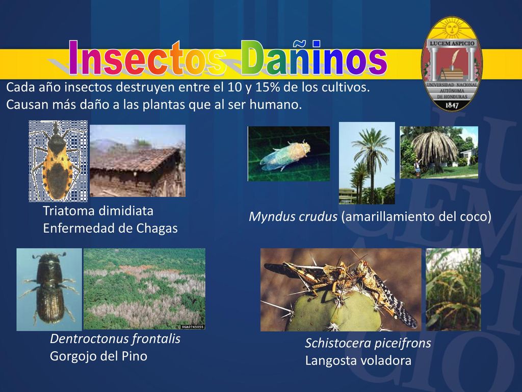 Insectos Dañinos Cada año insectos destruyen entre el 10 y 15% de los cultivos. Causan más daño a las plantas que al ser humano.