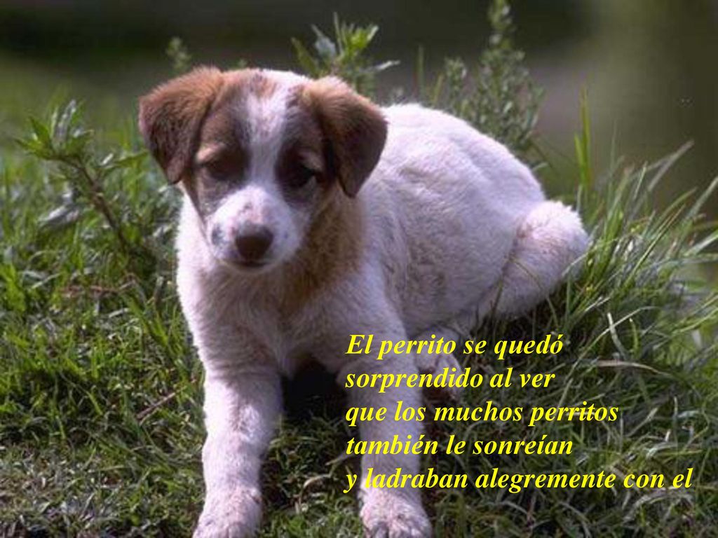 El perrito se quedó sorprendido al ver. que los muchos perritos.