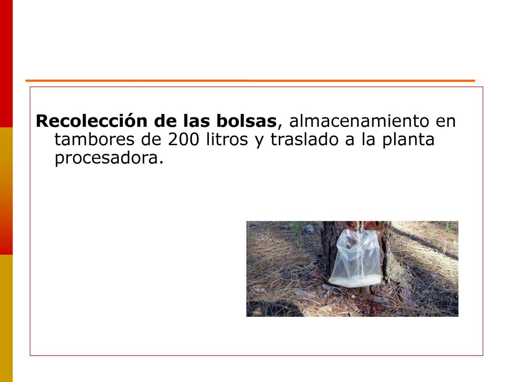 Recolección de las bolsas, almacenamiento en tambores de 200 litros y traslado a la planta procesadora.