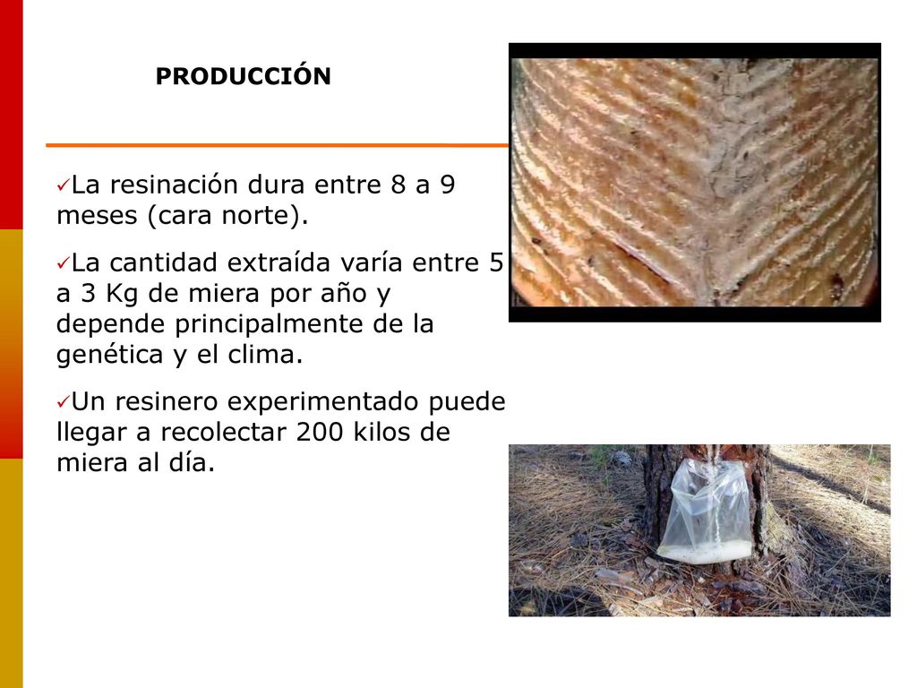 La resinación dura entre 8 a 9 meses (cara norte).