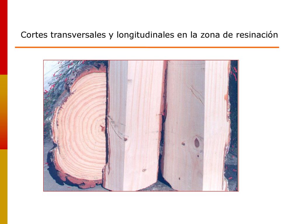Cortes transversales y longitudinales en la zona de resinación