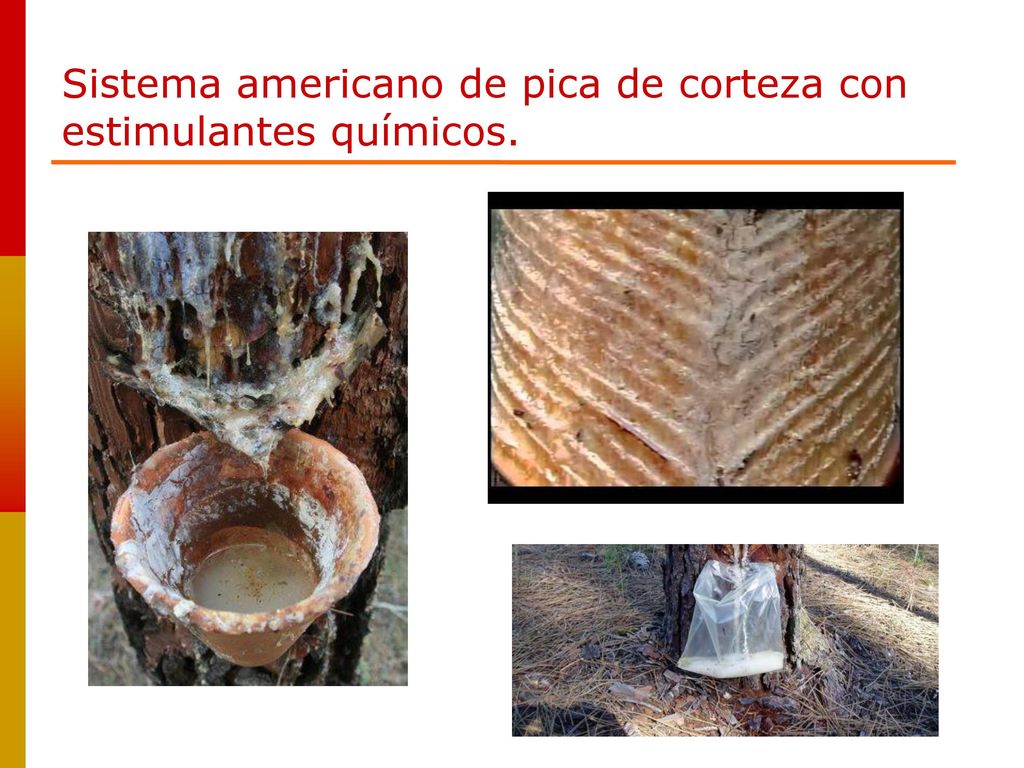 Sistema americano de pica de corteza con estimulantes químicos.